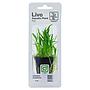 Tropica Single Package Pianta Lilaeopsis Brasiliensis vasetto