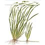 Tropica Pianta Vallisneria Spiralis "Tiger" in vasetto