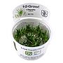 Tropica 1•2•Grow! Pianta Littorella Uniflora in Vitro Cup