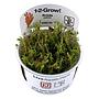 Tropica 1•2•Grow! Pianta Rotala Wallichii in Vitro Cup