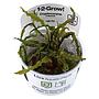 Tropica 1•2•Grow! Pianta Cryptocoryne crispatula in Vitro Cup