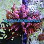 Entacmaea Red (anemone a bolle)
