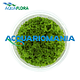 Aquaflora Micranthemum Micranthemoides in Vitro Cup