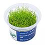 Aqua Art Eleocharis acicularis "Mini" in Vitro Cup