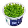 Aqua Art Micranthemum micranhemoides in Vitro Cup
