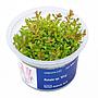 Aqua Art Rotala sp. "H'ra" in Vitro Cup