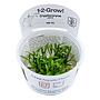 Tropica 1•2•Grow! Pianta Cryptocoryne parva in Vitro Cup