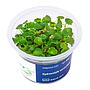 Aqua Art Hydrocotyle verticillata in Cup Vitro