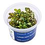Aqua Art Ludwigia repens 'Mesakana' in Vitro Cup