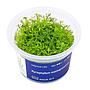 Aqua Art Myriophyllum mattogrossense in Vitro Cup