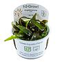 Tropica 1•2•Grow! Pianta Cryptocoryne nurii in Vitro Cup