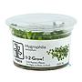 Tropica 1•2•Grow! Pianta Hygrophila serpyllum in Vitro Cup