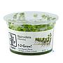 Tropica 1•2•Grow! Pianta Spirodela polyrrhiza in Vitro Cup