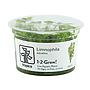 Tropica 1•2•Grow! Pianta Limnophila aquatica in Vitro Cup