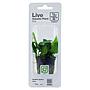Tropica Single Package Pianta Anubias Barteri Nana vasetto