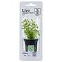 Tropica Single Package Pianta Rotala Rotundifolia vasetto