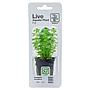 Tropica Single Package Pianta Limnophila Sessiliflora vasetto